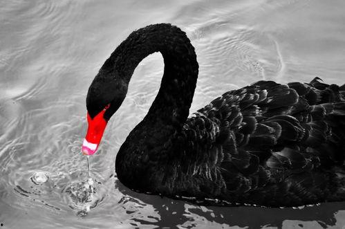 黑天鹅技能爆料最新视频,最新视频深度解析