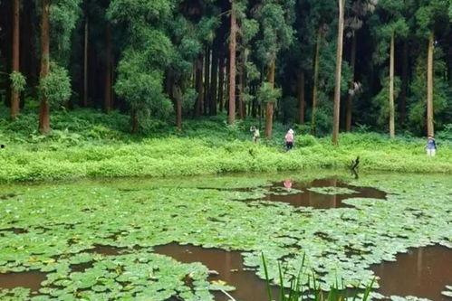 天鹅林场最新爆料视频,最新爆料视频揭秘惊人真相