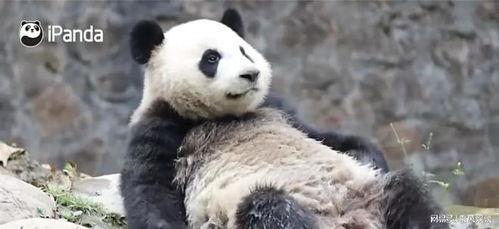 嘟嘟熊猫最新爆料